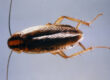 Photo of German Cockroaches roach problems