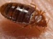 Image of Bed Bugs