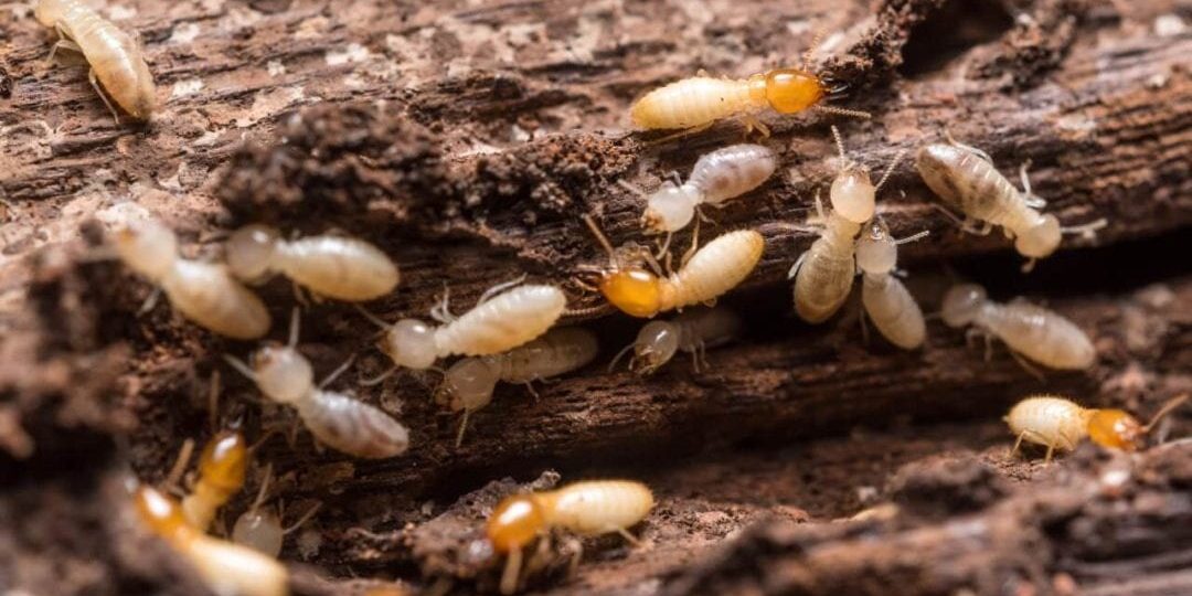 Subterranean Termites | The Bug Man Pest Control Services