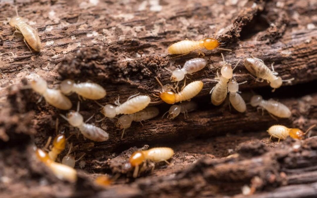 Subterranean Termites in Jupiter FL